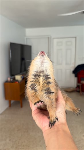 Poppy The Prairie Dog on Instagram: "WAHOOOO!!! Happy Monday!!! One airborne wahoo, legs fully deployed, a brief belly rub for morale… and Poppy is emotionally prepared for the week 🥰 #prairiedog #cute #wahoo #monday"