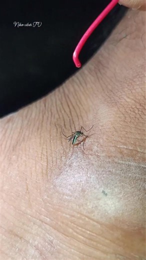 Mosquito killer🦟🔥 1756 | Niko Vibes TV