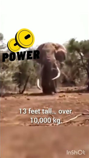 Biggest Elephant Ever Recorded 😳🐘 (13 Feet Giant!) #shorts #animals #wildlifeshorts