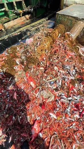 Rare fish #fish #rare #fishing #sea #ocean