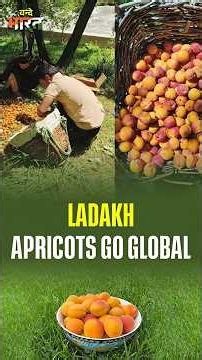 #VandeBharatonDD | Ladakh's world-famous organic apricots have reached a new milestone
