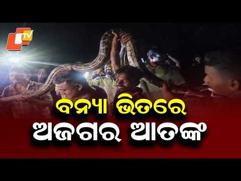 Massive Python Spotted During Floods, Villagers Rescue Snake From River Embankment