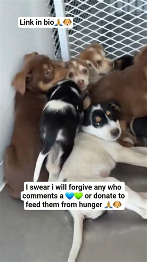 🚨 OUR SHELTER ANIMALS ARE HUNGRY — WE NEED YOUR HELP 🚨