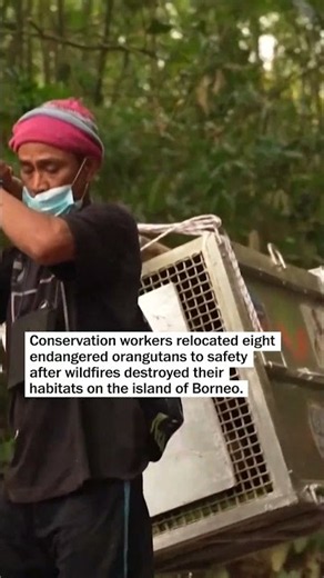 After being rescued from wildfires, these endangered orangutans return to the wild