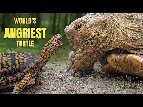 World Famous Turtle Attacks 100-Pound Giant Tortoise. But, Why?