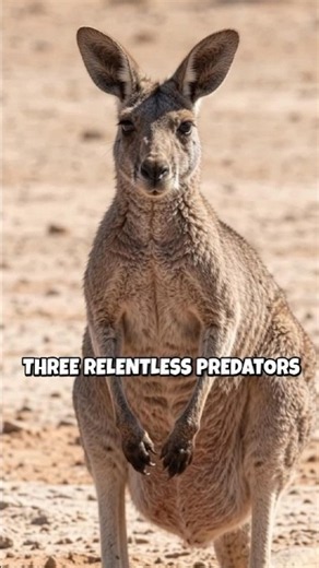 Don't mess with a mother kangaroo 😳 #wildlife #survival