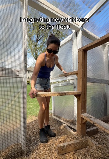 Integrating New Chicks to the Flock