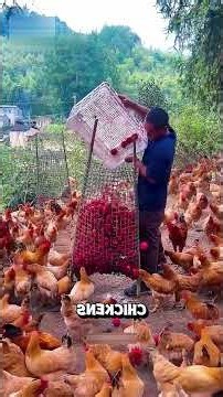 ఈ కోళ్లకి మనుషుల కంటే మంచి భోజనం పెడుతున్నాడు! 🐔😲 #shorts
