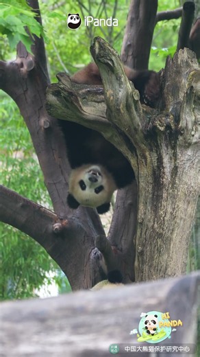 Just Wait Until I Get Upright! | iPanda #shorts