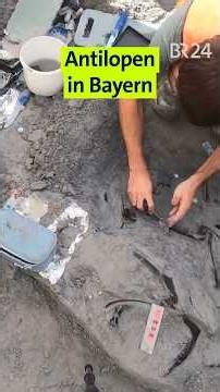 In Bayern haben früher viele Antilopen gelebt! | BR24 #Shorts
