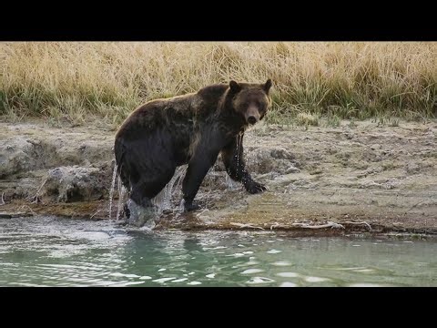 Hikers attacked by bear at Yellowstone National Park