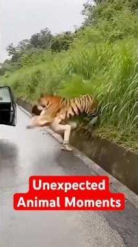 The Craziest Animal Moments Caught on Camera