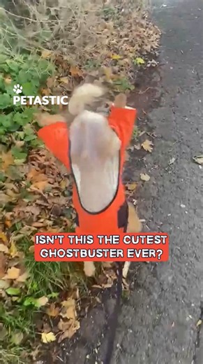 Canine performs upright in Ghostbusters attire like a showstopper