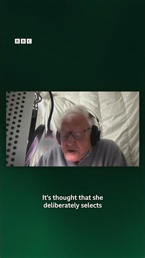 A sneak peek of Sir David Attenborough working on the narration for the upcoming BLUE PLANET III.