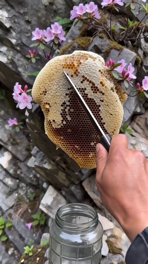 Harvesting Fresh Wild Honeycomb from a Rocky Cliff 🍯🐝 | Satisfying Honey Extraction #WildHoney #bee