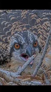 Osprey Chick Shows Off Orange Eyes To The Hellgate Osprey Cam