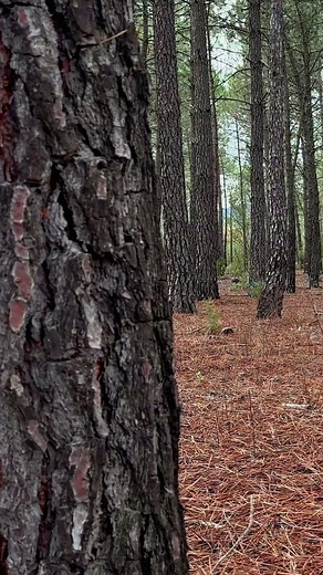 Terracotta Cliffs · Talayuelas Canyon in Motion