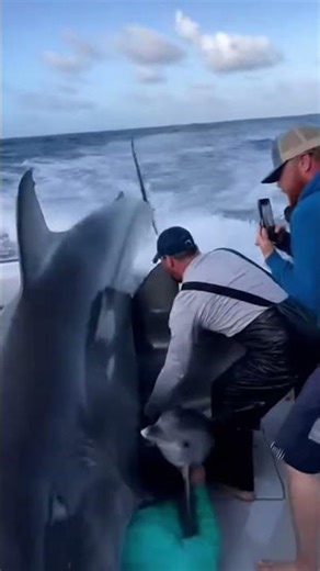A Mother Dolphin and Her Calf Jump Onto the Boat, Then the Shark Follows Them