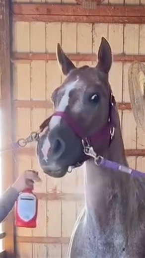 Warning Signs For SURVIVING Scared Horses #goodtoknow #vet #medicine #funfacts #hacks #educational