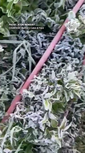 Ilang pananim sa Atok, Benguet nabalot ng andap. | via Dabet Panelo, Bayan Mo, Ipatrol Mo