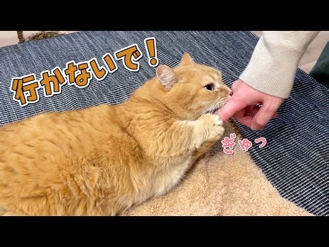 帰省するパパを引き止めようとする甘えん坊猫が可愛すぎる！