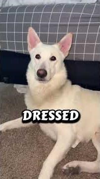 Top 3 Rarest & Most Beautiful German Shepherd Colors 🐕✨