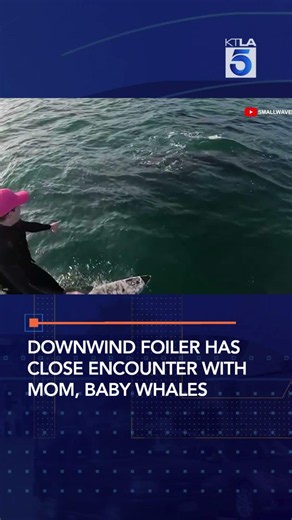 Downwind foiler has close encounter with mom, baby whales