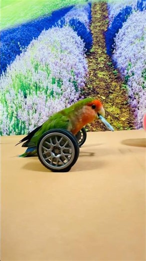 Bird Training:smart lovebird parrot l smart little cute parrot #training#smartparrot#cute