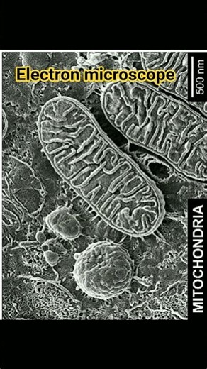 Electron microscopy of mitochondria #electron #microscope #mitochondria #cell #imaging #sem #shorts