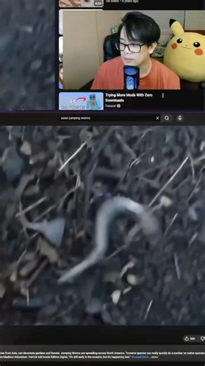 Asian Jumping Worms (Crazy Worms) in America #worms #invasivespecies #news #commentary #mcdonalds