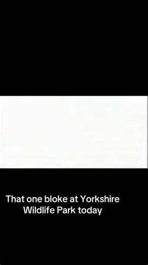 Yorkshire Wildlife Park tiger video — That one bloke at the park