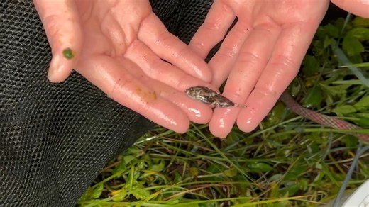 He thought the tiny sewer fish was harmless until its spine stabbed him and left him crying out in pain