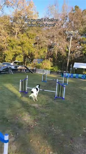 Agility Dog Finley & Josie: Race to the Buttons!