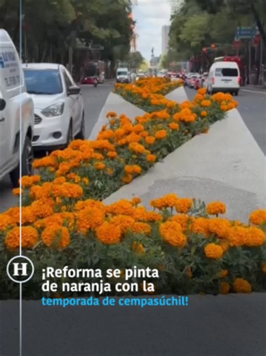 En la Ciudad de México ya se vive el color del Día de Muertos. Así luce Avenida Paseo de la Reforma con su tradicional Cempasúchil. #reforma #díademuertos #cempasúchil