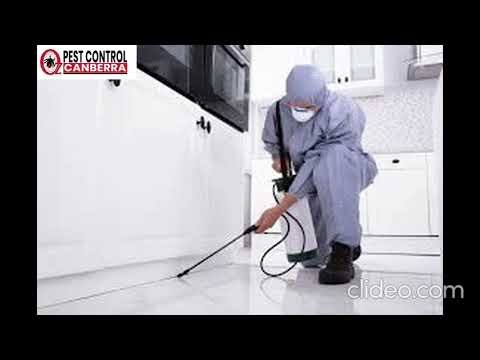Pest Control Hackett | Pest Control in Hackett | Hackett Pest Control