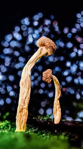 INSANE Macro Bokeh Hack!