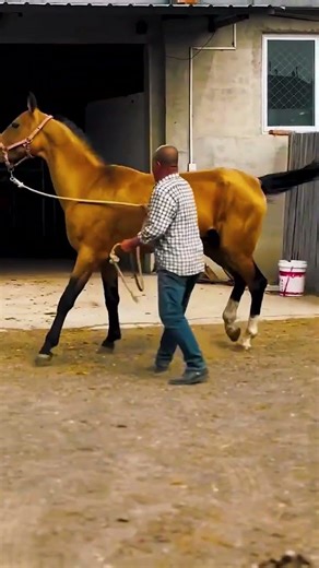 The hard work behind horse training!