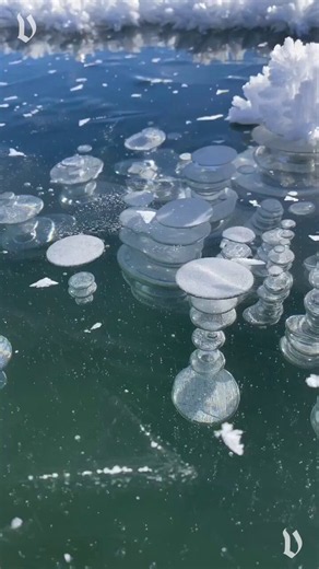 A frozen lake in Switzerland reveals a unique phenomenon. Methane bubbles freeze beneath its surface, adorned with ice flowers, creating a tableau of surreal beauty.