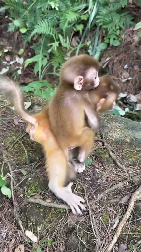 Just Two Baby Monkeys Enjoying Life... Pure Peace 🥺🐒❤️