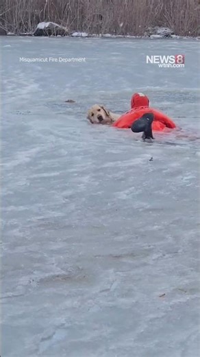 Dog rescued from icy pond in Westerly: VIDEO