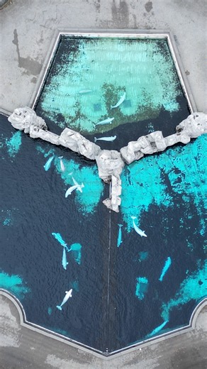 30 beluga whales to be rescued from shuttered amusement park
