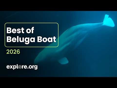 Best of the Beluga Boat 2026