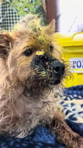 GRAPHIC: Severe Infection And Maggots DEVOUR Pup’s Snout [STORY BELOW]