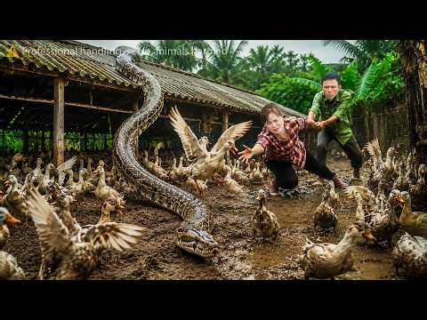 72 Hours of Survival — Farmer Battles a Giant Python to Protect the Farm 😱