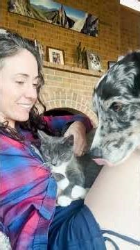 Lost Kitten Is SO HAPPY When She Finally Sees A Hiker Who Can Help | The Dodo