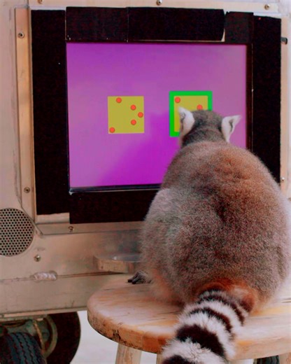 Can lemurs count? Scientists taught this lemur to play a game in order to find out: | NOVA l PBS