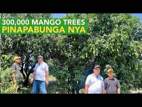 Pinasok ang Mango Export nung 20 lang sya, Zero Knowledge - Di nya Alam Magiging Mango King sya!