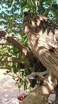 #Hawk #Eagle #Owl #Wildlife #Animal #EagleHawkOwl hawk vs snake, Owl vs snake fight, Eagle Vs Snake,
