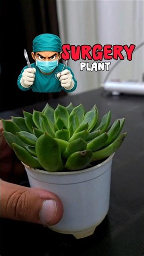 Repoting Small Scculent Flower shaped Plant~ Gardening