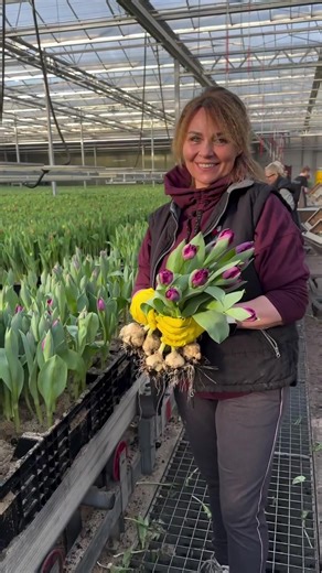 Discover Tulip Time: Harvesting Stunning Varieties